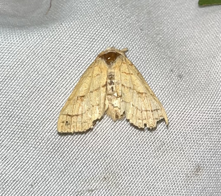 Tiliacea citrago - citromszínű sárgabagoly