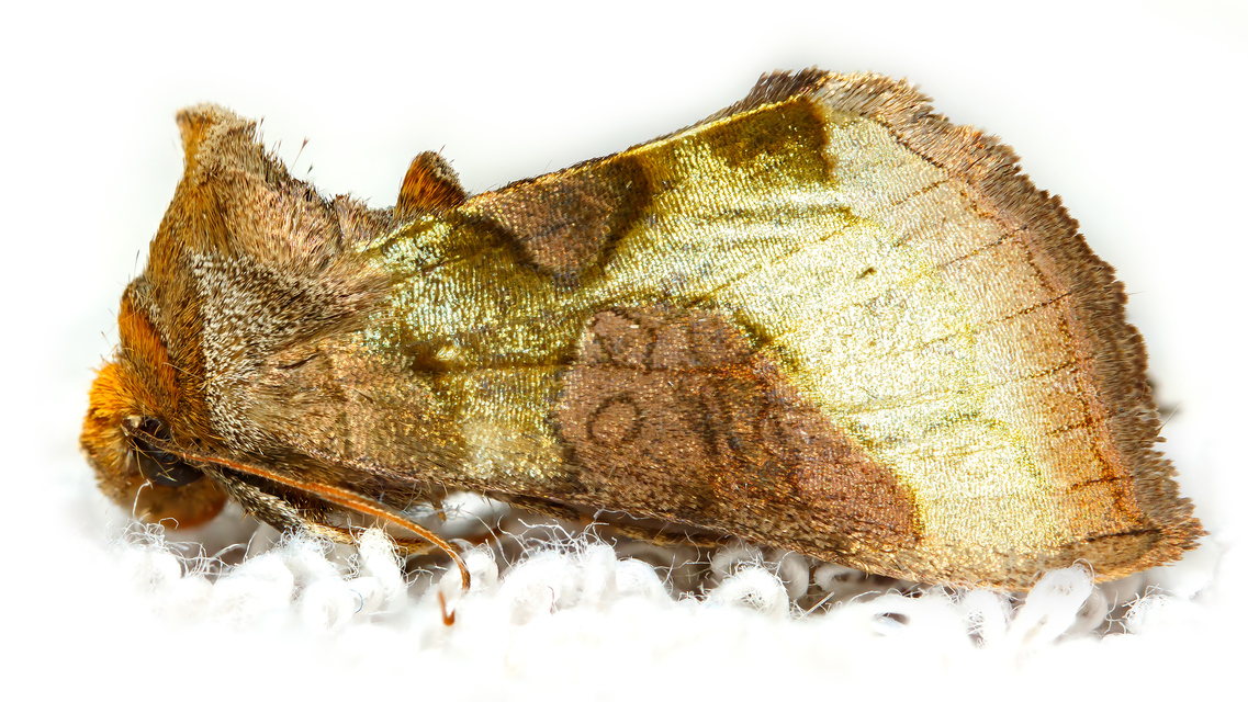 Diachrysia chrysitis/stenochrysis