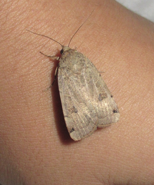 Noctua orbona - foltos sárgafűbagoly