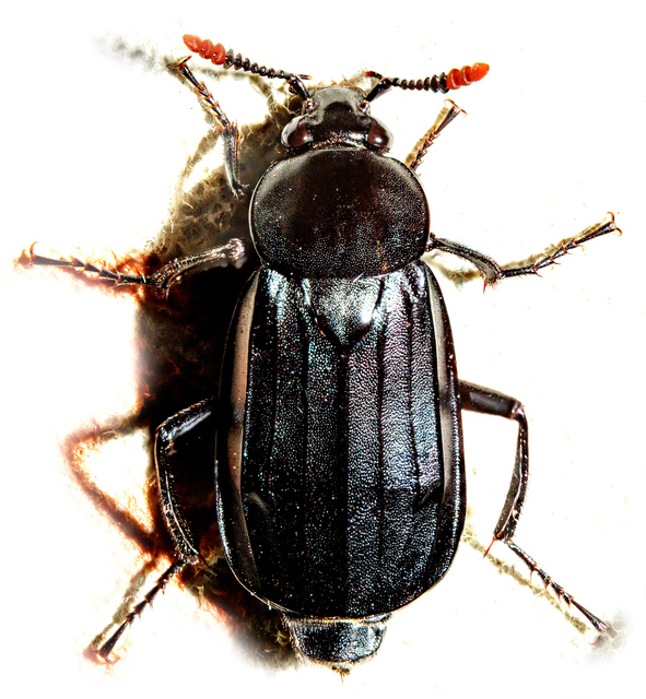 Necrodes littoralis - nagy dögbogár