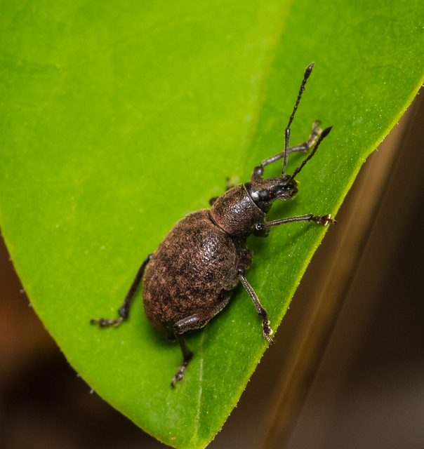 Dodecastichus mastix - lécesorrú gyalogormányos