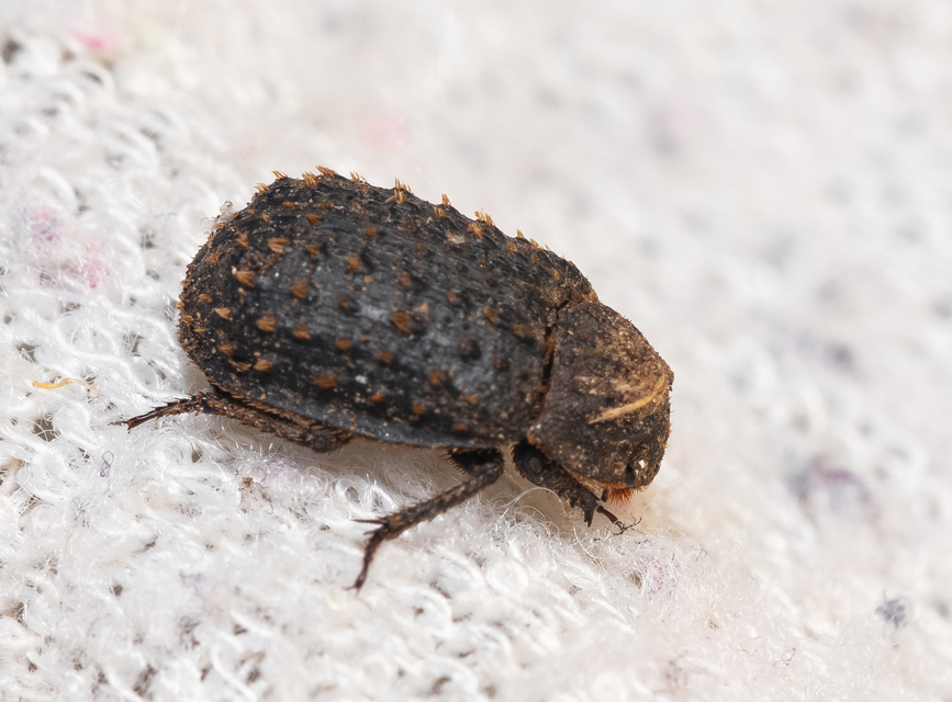 Trox niger - gömböc irhabogár