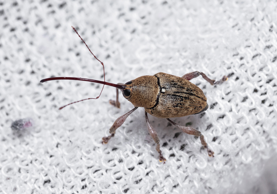 Curculio glandium - tölgymakkzsuzsóka