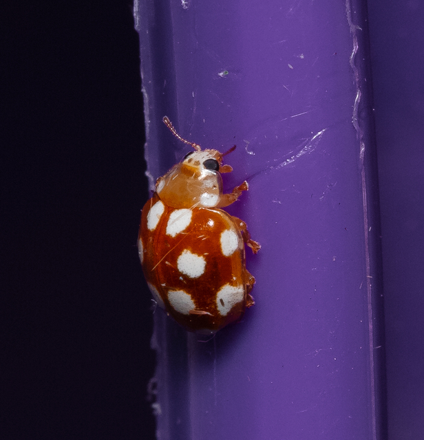 Vibidia duodecimguttata - tizenkétcseppes füsskata