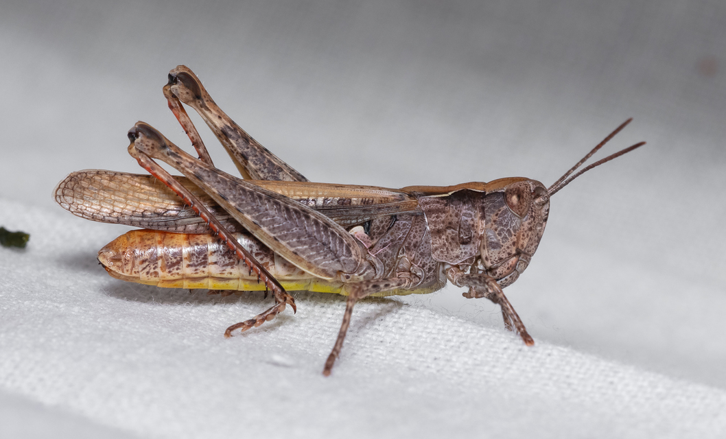 Chorthippus brunneus - közönséges tarlósáska