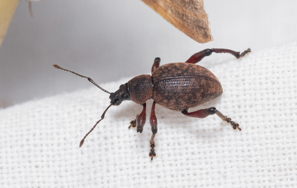 Dodecastichus mastix - lécesorrú gyalogormányos
