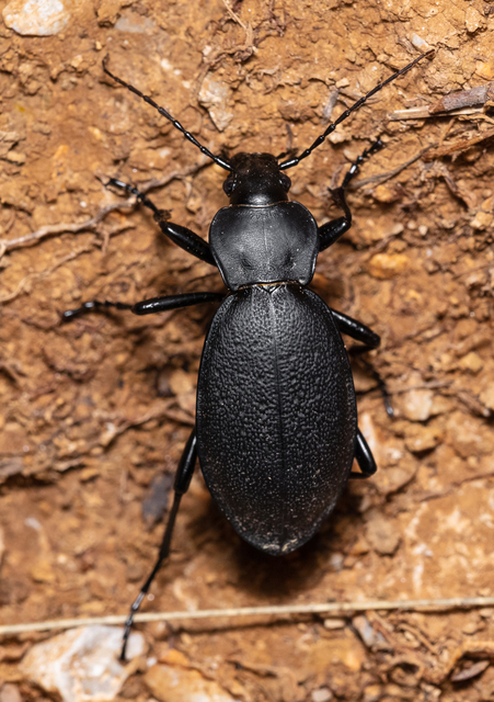 Carabus coriaceus - bőrfutrinka