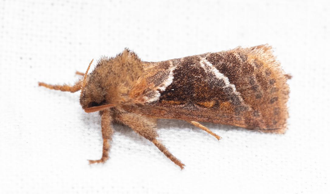 Triodia sylvina - kis gyökérrágólepke