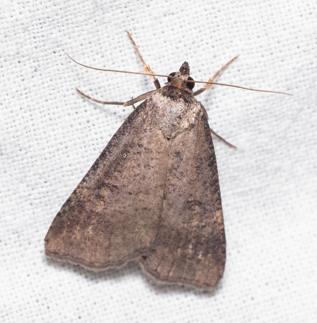 Lygephila procax - fekete csüdfűbagoly