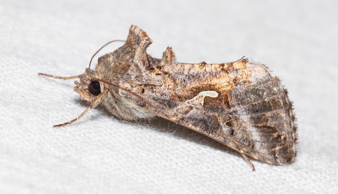 Autographa gamma - gammalepke