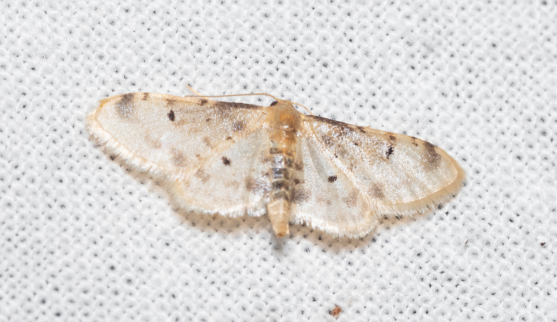 Idaea filicata - sötéttövű apróaraszoló
