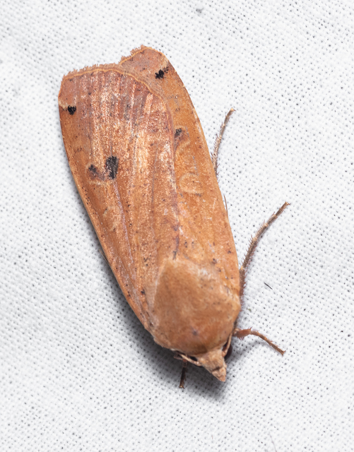 Noctua pronuba - nagy sárgafűbagoly