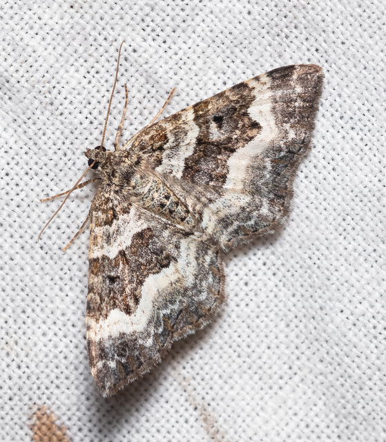 Epirrhoe alternata - galaj-tarkaaraszoló