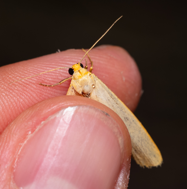Eilema palliatella - egyszínű zuzmószövő