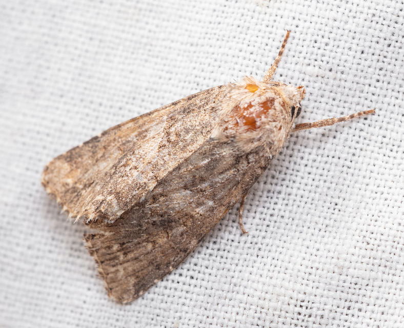 Hadula trifolii - lóherebagoly