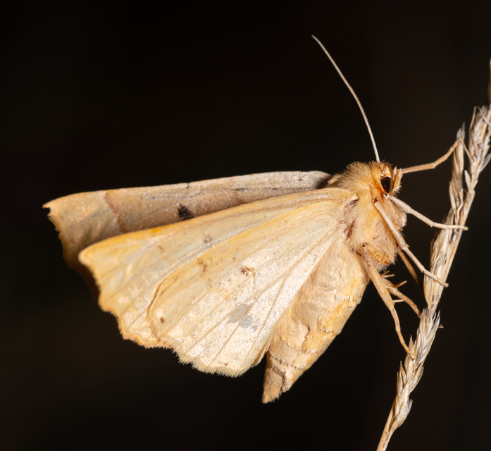 Crocallis elinguaria - sárga sávosaraszoló