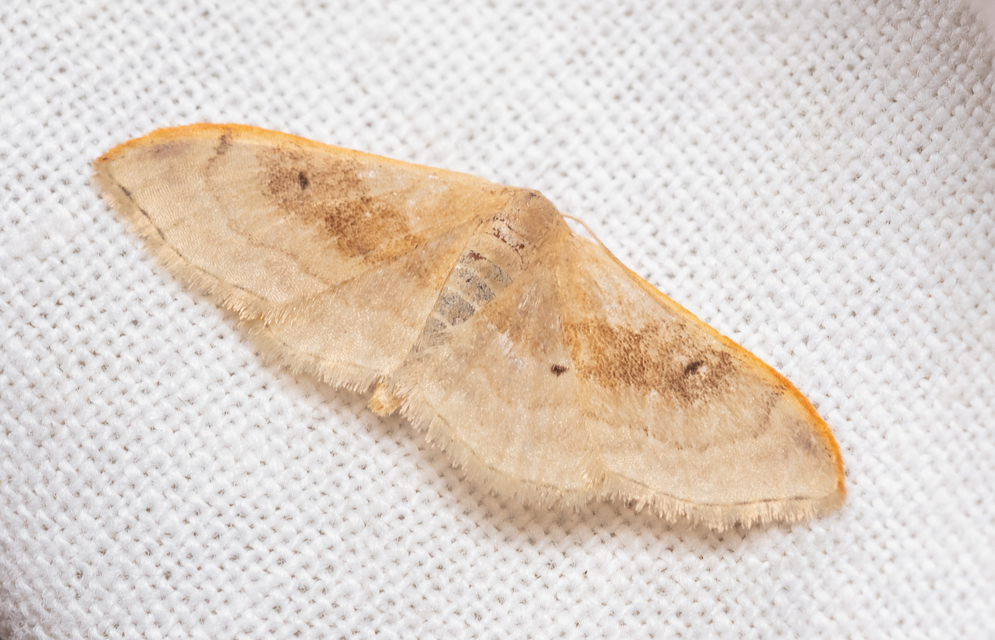 Idaea degeneraria - barnasávos araszoló