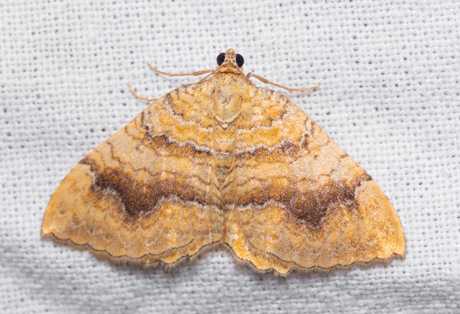 Camptogramma bilineata - kétvonalas sávosaraszoló
