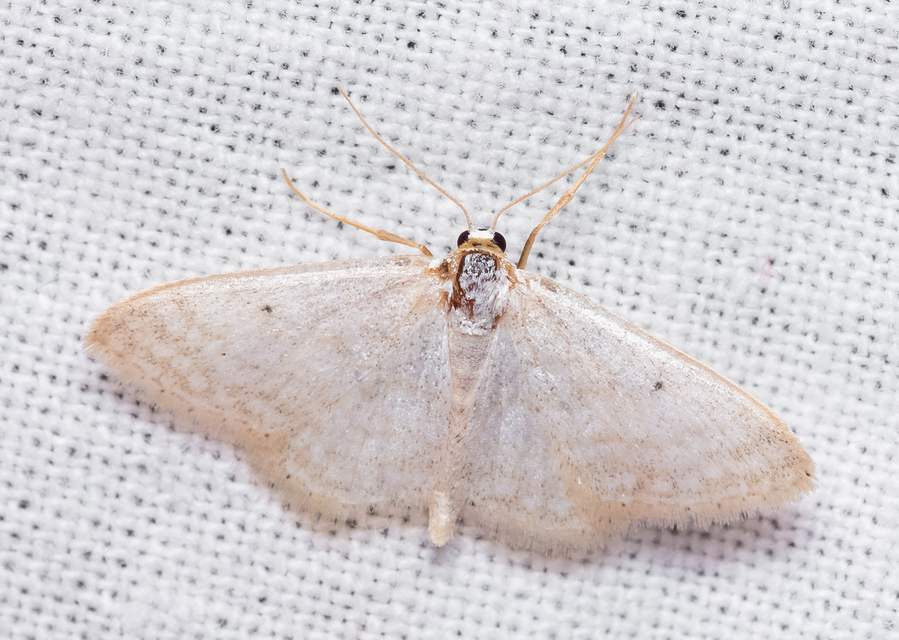 Idaea subsericeata - ötvonalas apróaraszoló