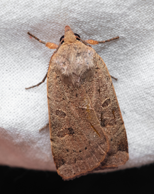 Noctua comes - kis sárgafűbagoly