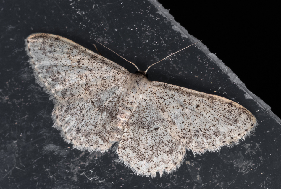 Scopula marginepunctata - pettyes sávosaraszoló