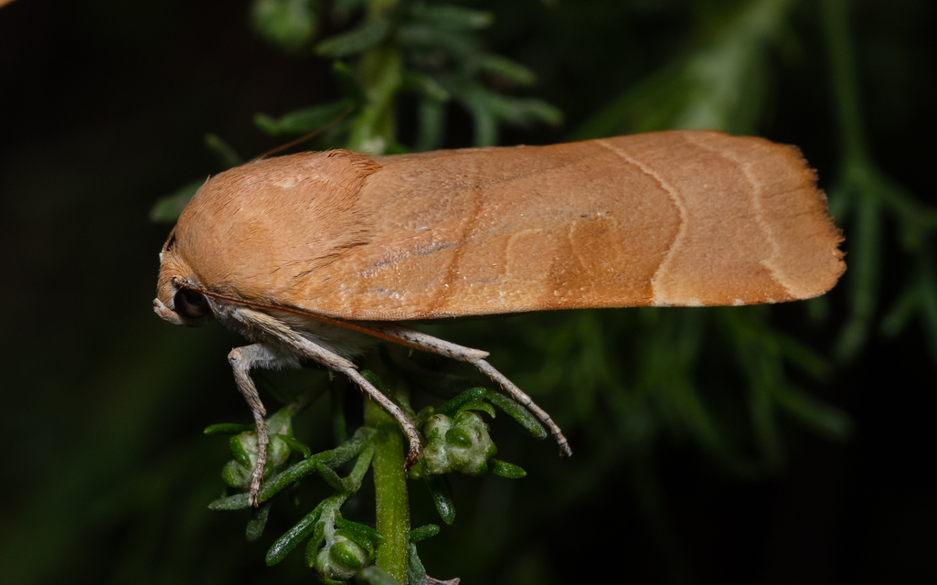 Noctua fimbriata - szélessávú sárgafűbagoly