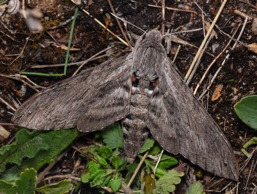 Agrius convolvuli - szulákszender