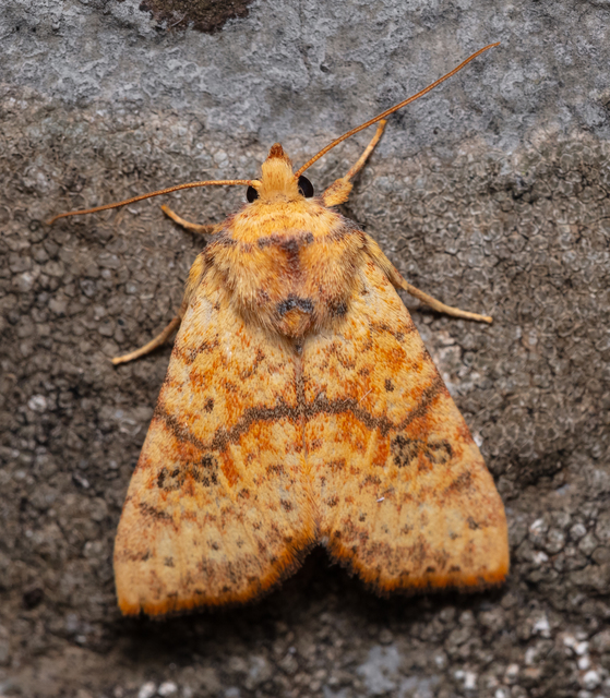 Tiliacea sulphurago - kénes sárgabagoly