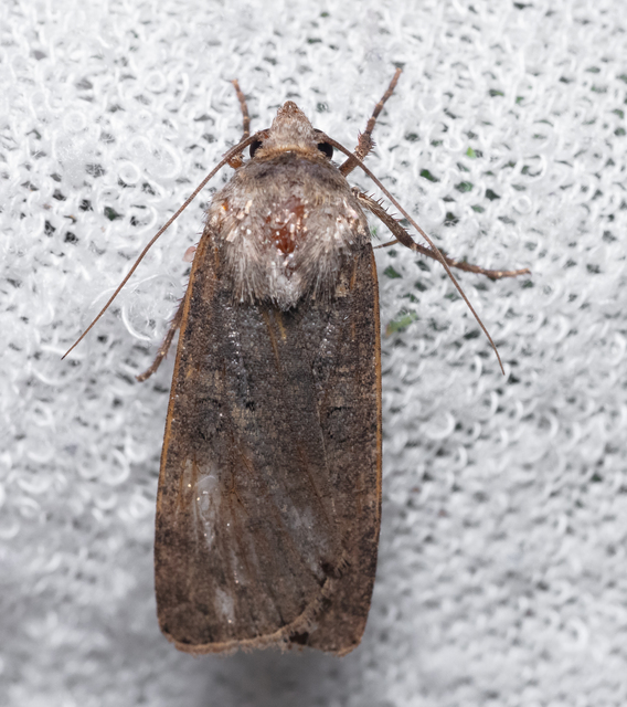 Agrotis segetum - vetési földibagoly