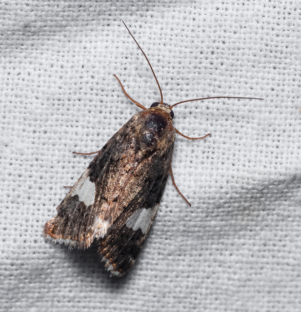 Tyta luctuosa - fekete nappalibagoly