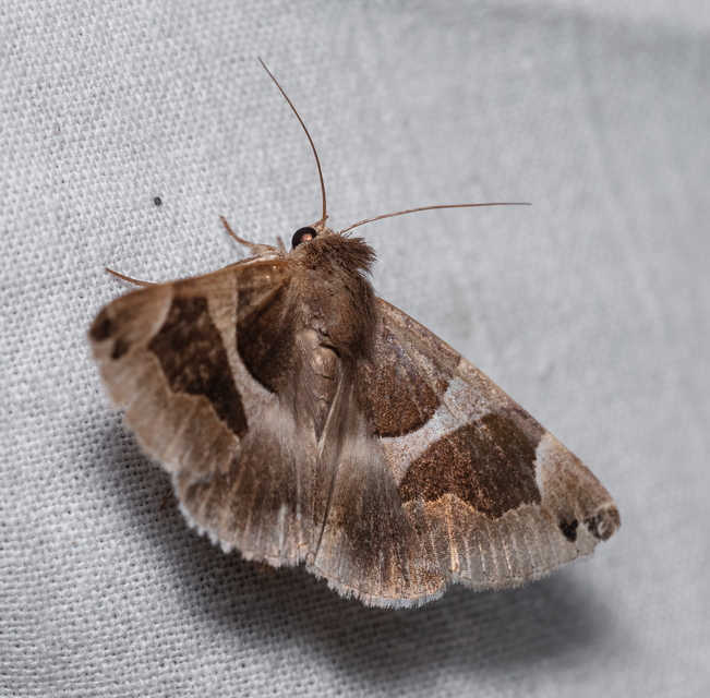 Dysgonia algira - déli porcelánbagoly
