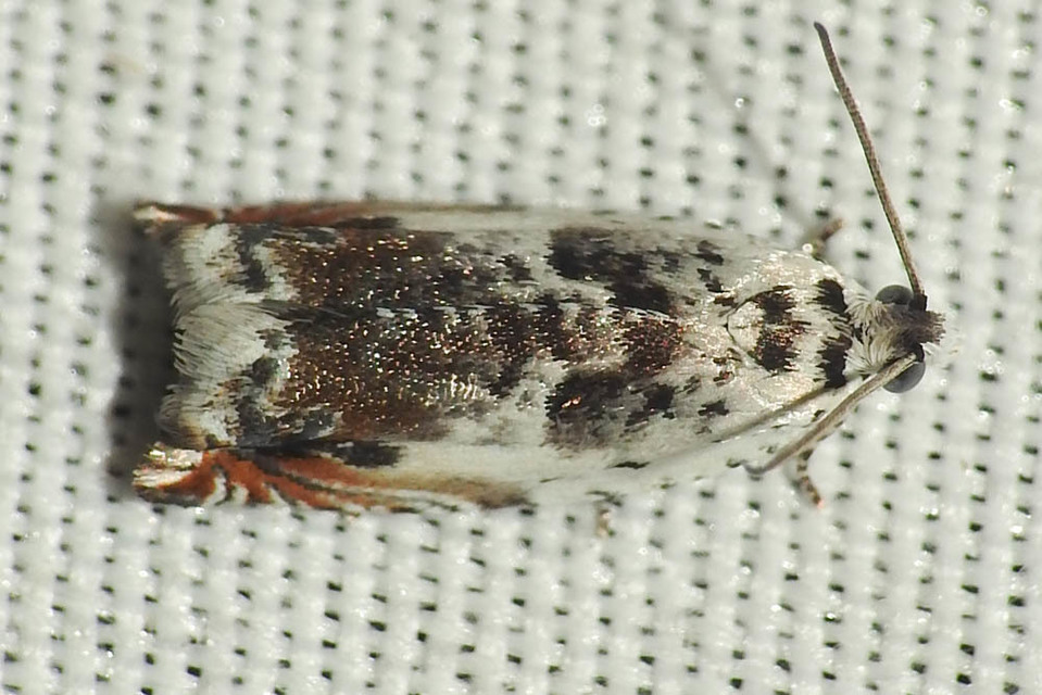 Ancylis laetana - fehér horgasmoly