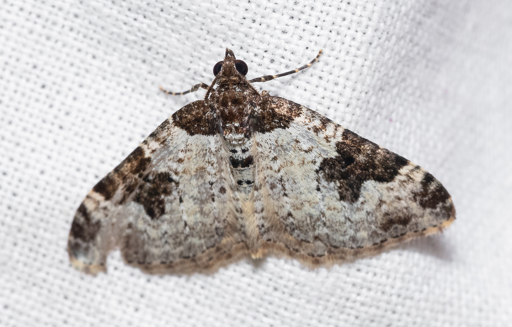 Xanthorhoe fluctuata - közönséges tarkaaraszoló