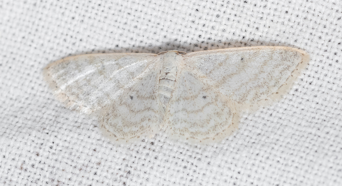Idaea subsericeata - ötvonalas apróaraszoló