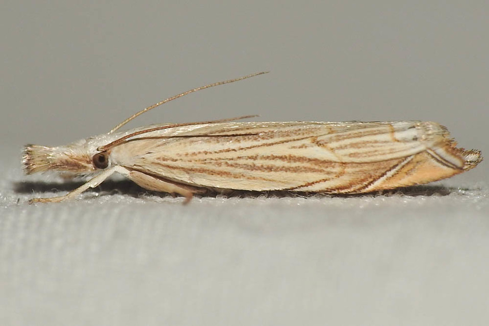 Metacrambus carectellus - homoki fűgyökérmoly