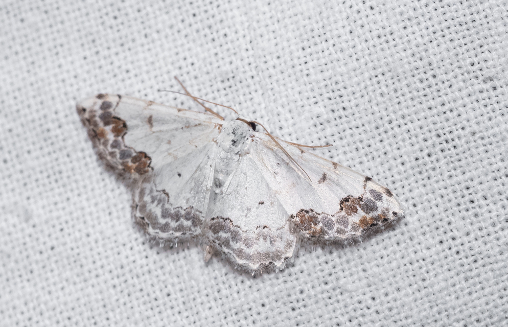 Scopula decorata - tarka fehéraraszoló