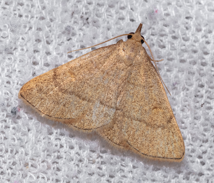 Paracolax tristalis - sárgás karcsúbagoly
