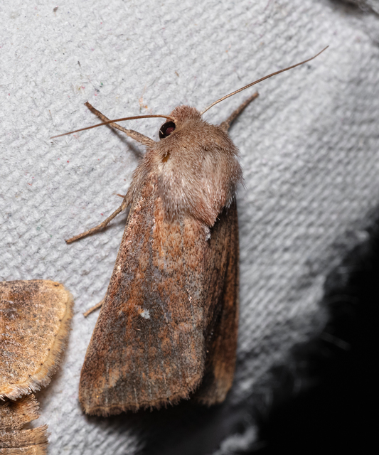 Mythimna albipuncta - fehérpettyes rétibagoly