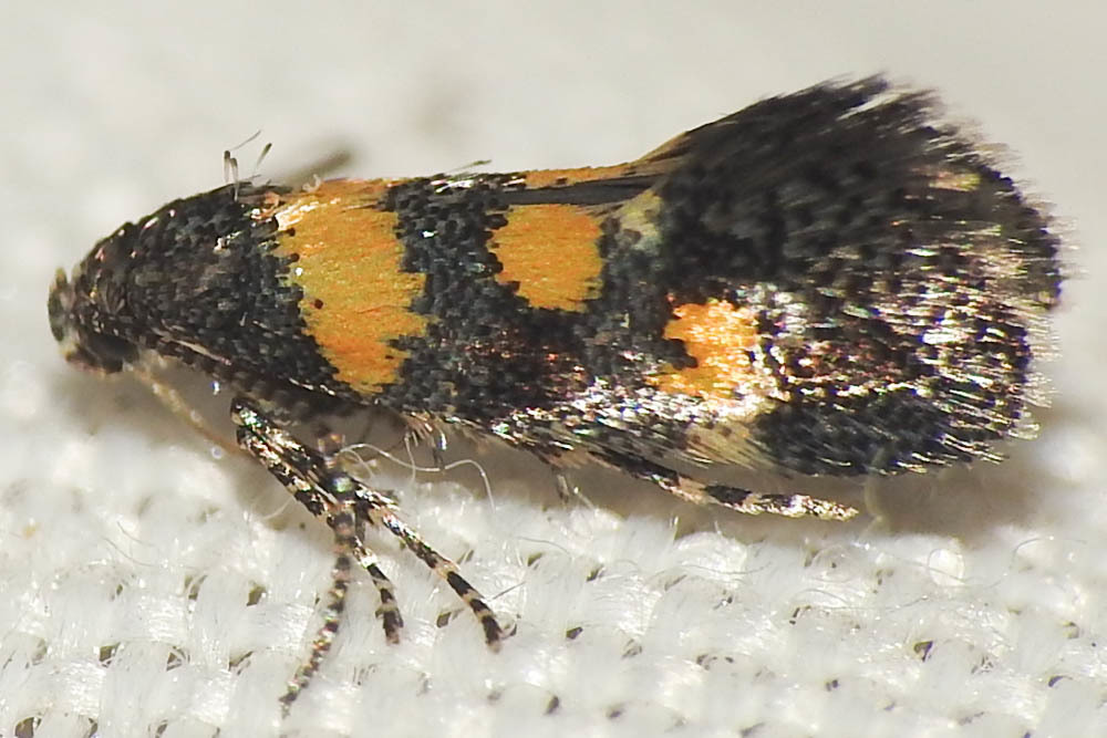 Chrysoesthia sexguttella - aranyfoltos sarlósmoly