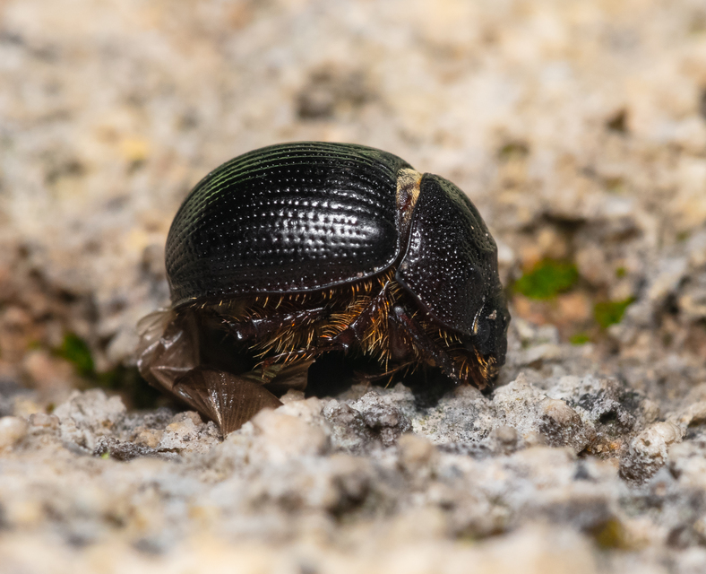 Odonteus armiger - mozgószarvú álganéjtúró