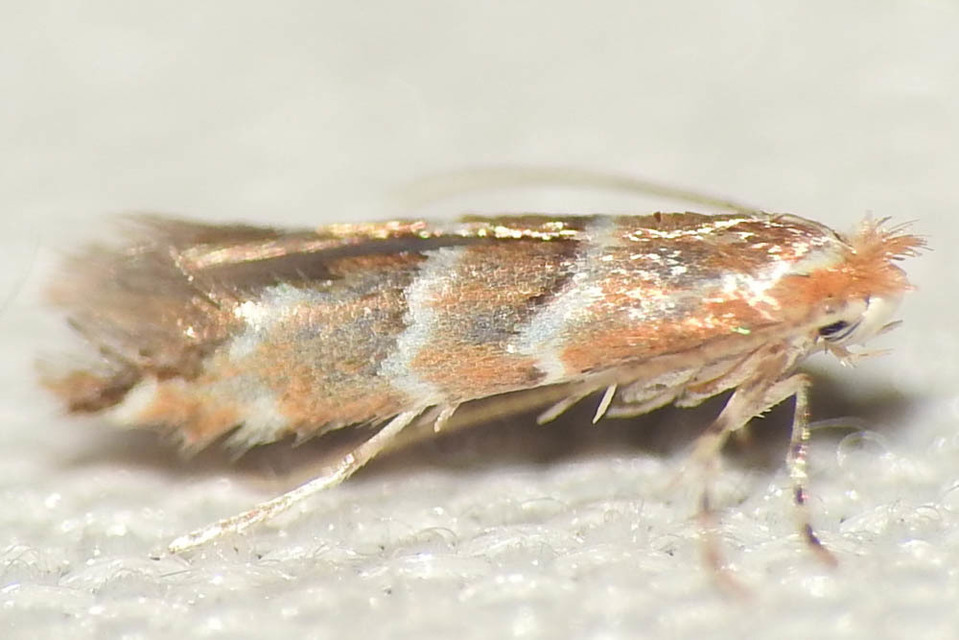Cameraria ohridella - vadgesztenye-sátorosmoly