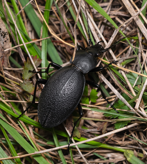 Carabus coriaceus - bőrfutrinka