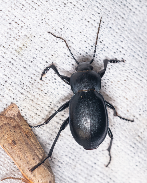 Carabus hungaricus - magyar futrinka