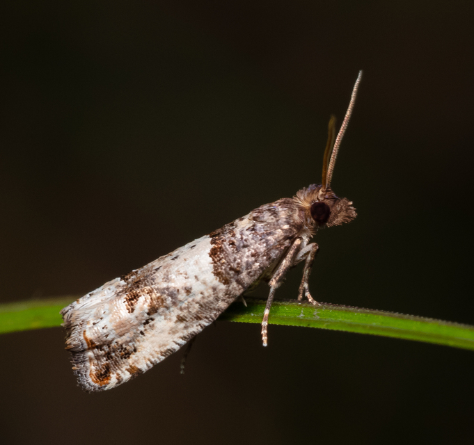 Tortricidae - sodrómolyfélék