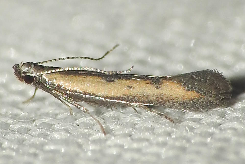 Mesophleps trinotella - sárgaviolamoly