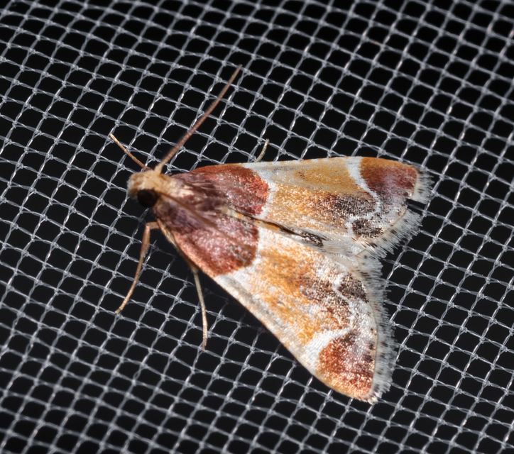 Pyralis farinalis - lisztilonca