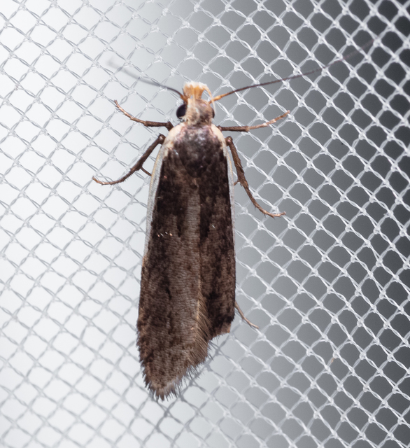 Gelechiidae - sarlósajkú-molylepkefélék