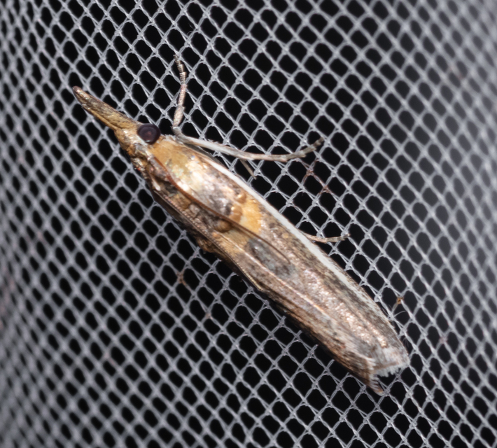Etiella zinckenella - akácmoly