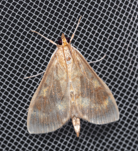 Ostrinia nubilalis - kukoricamoly