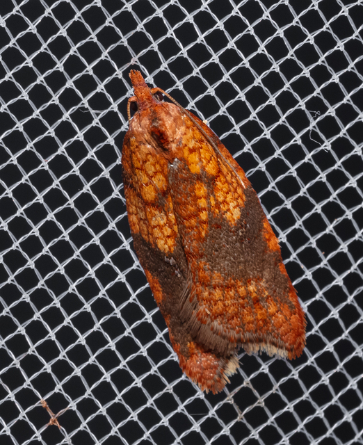 Acleris rhombana - cifra levélmoly